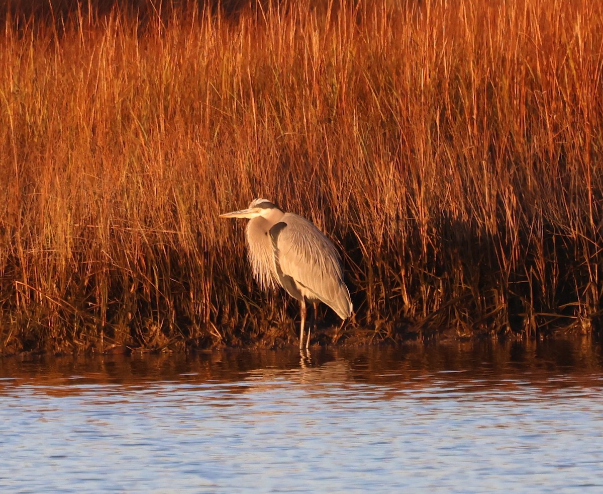 Grand Héron - ML646372276
