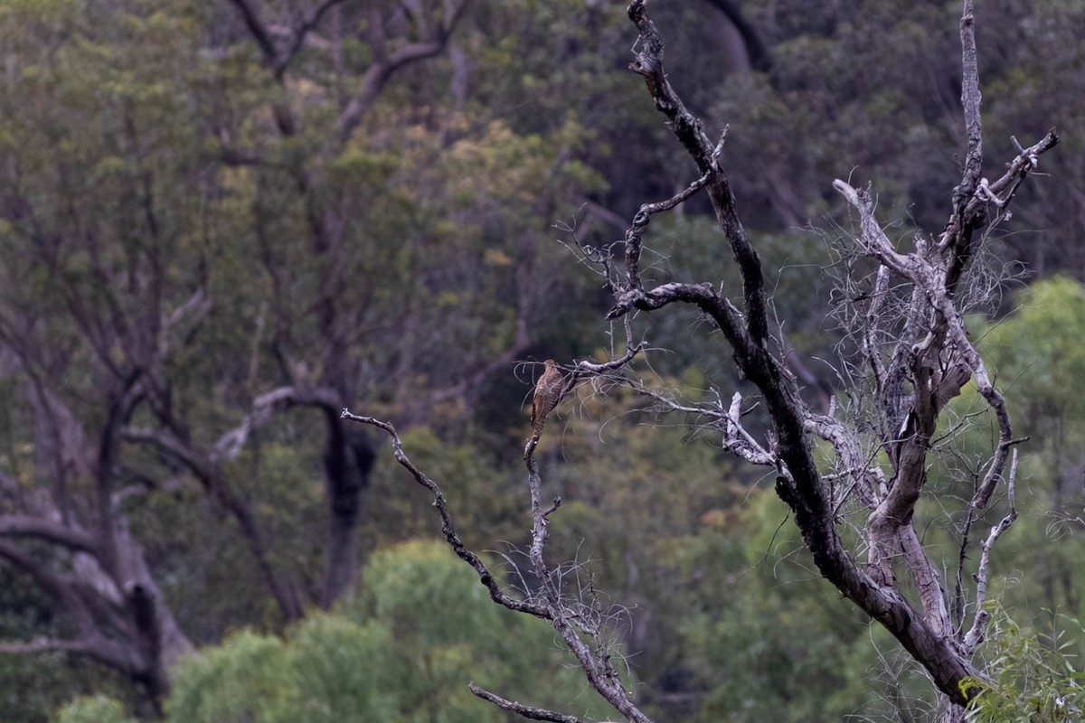 Coucou oriental - ML646372277