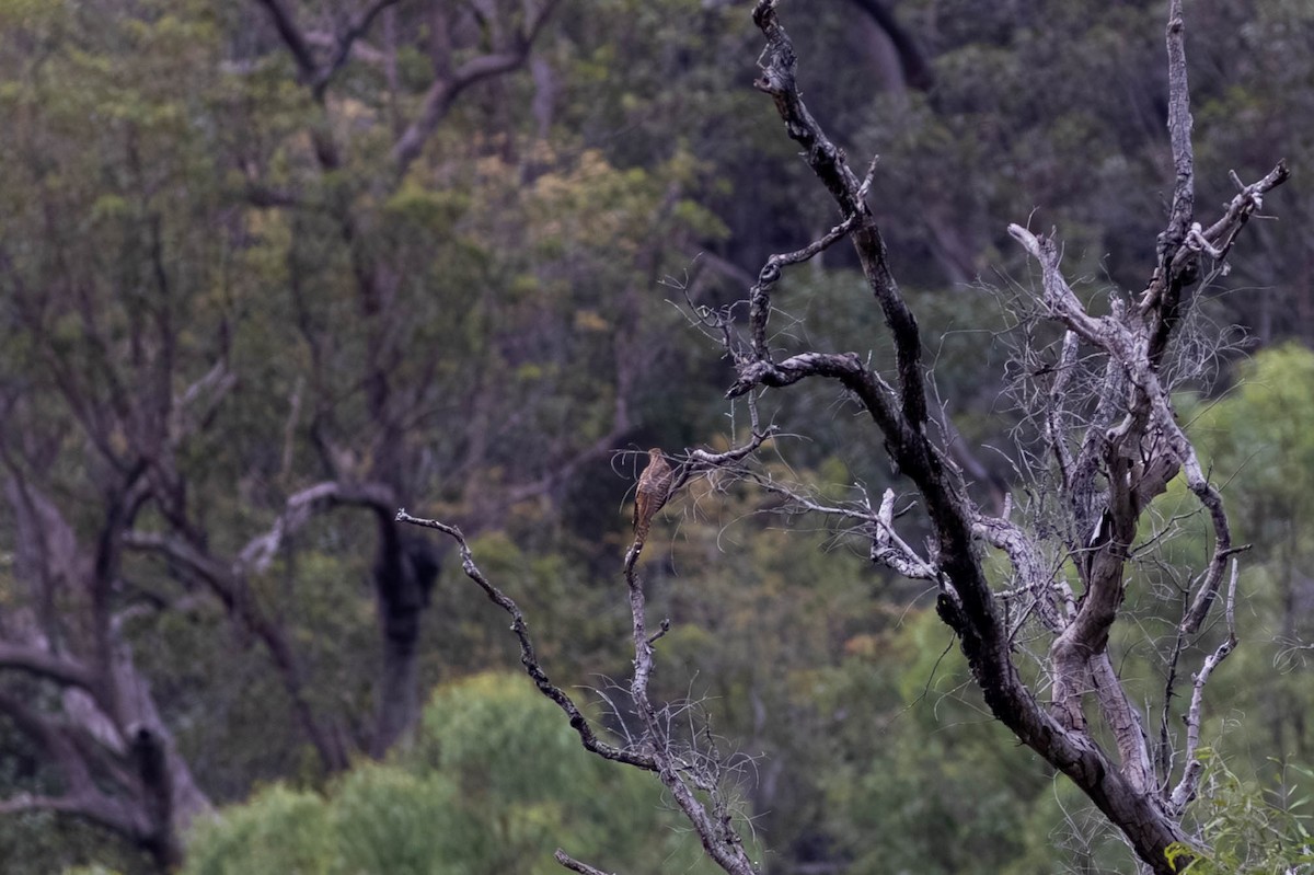 Coucou oriental - ML646372278
