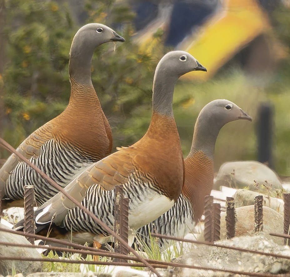 Ouette à tête grise - ML646372279