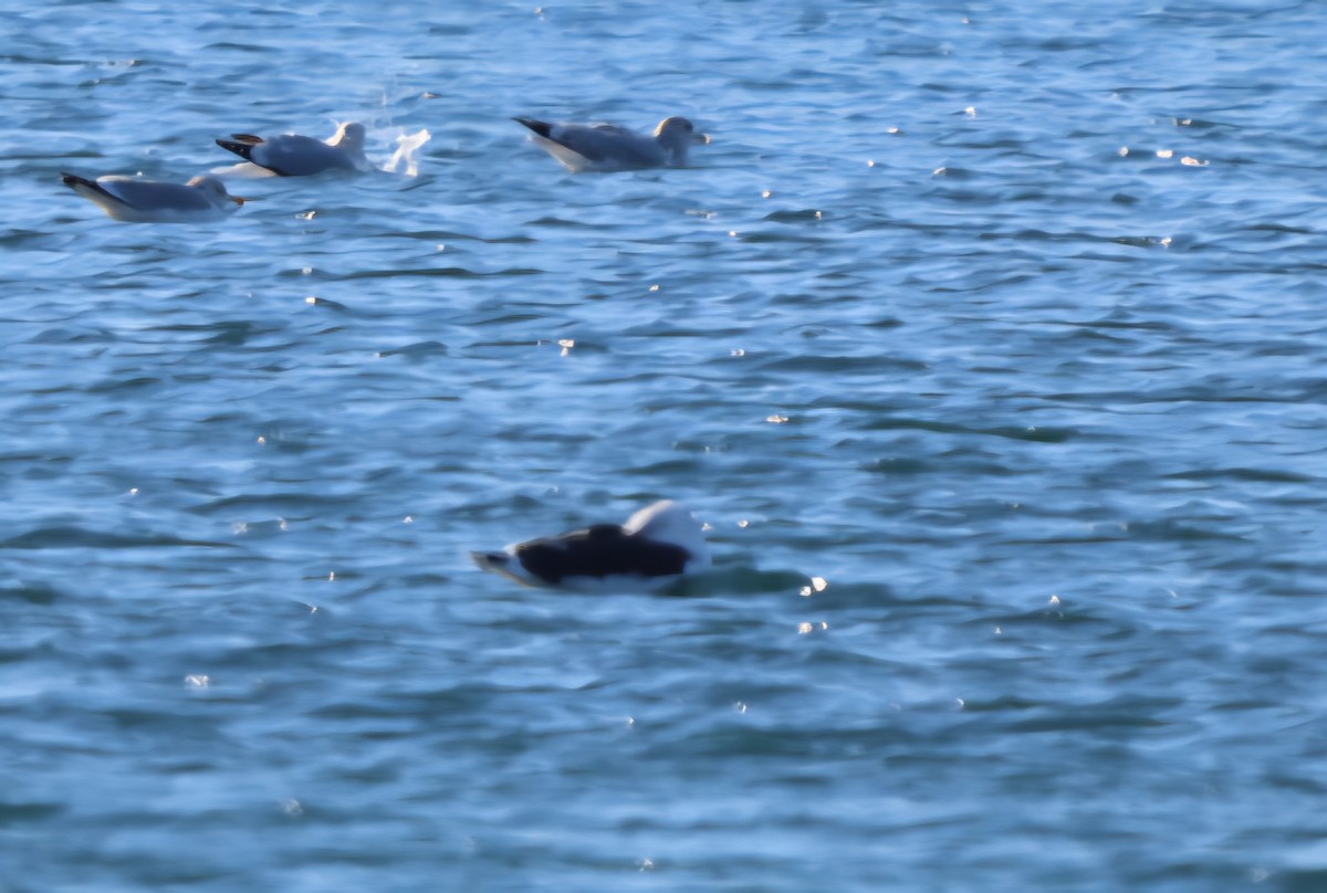 Goéland marin - ML646372280