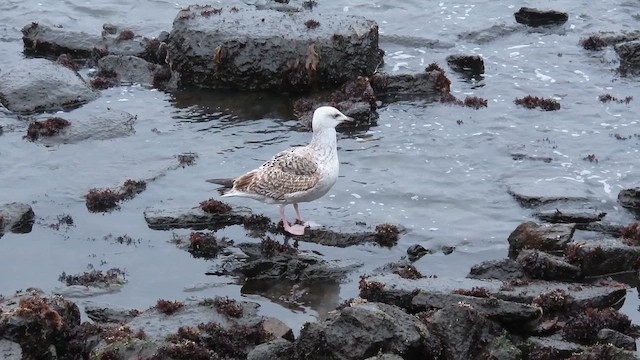 Goéland marin - ML646372281