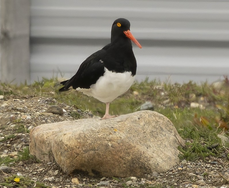 Huîtrier de Garnot - ML646372282