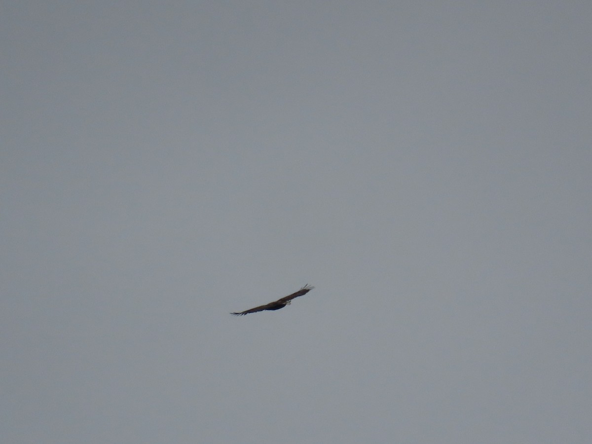 Pygargue à queue blanche - ML646372283