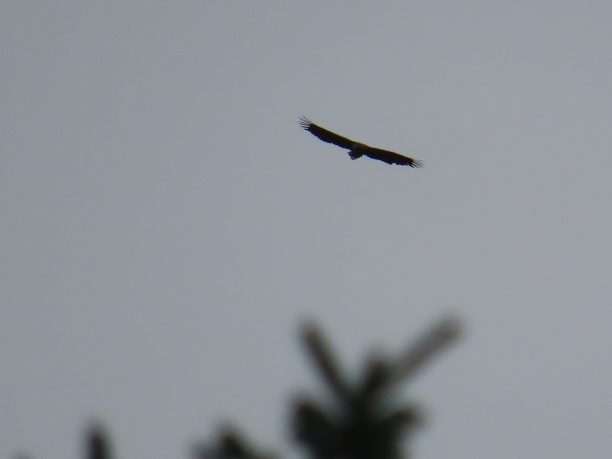 Pygargue à queue blanche - ML646372284