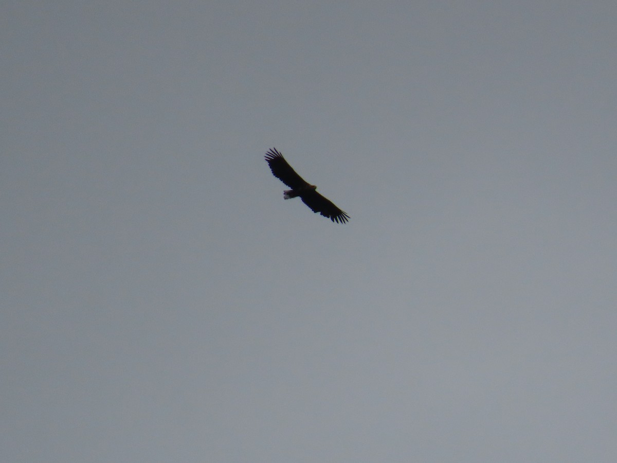 Pygargue à queue blanche - ML646372285