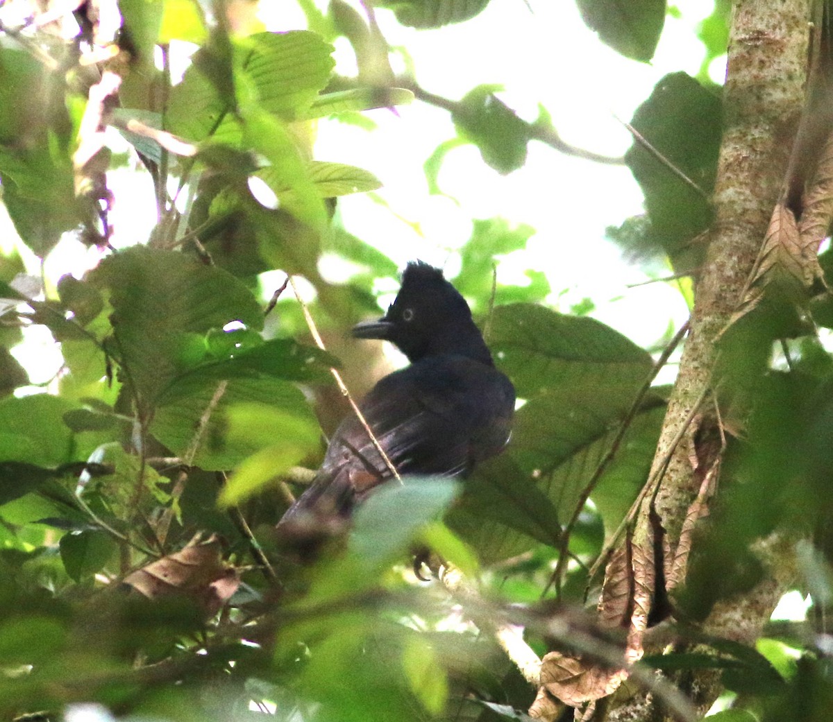 Coracine ornée - ML646372286