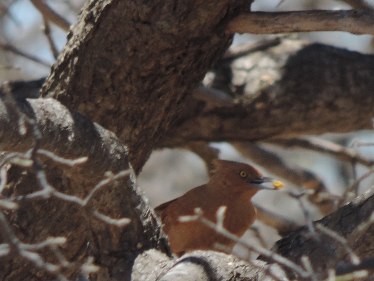 Cacholote roux - ML646372287