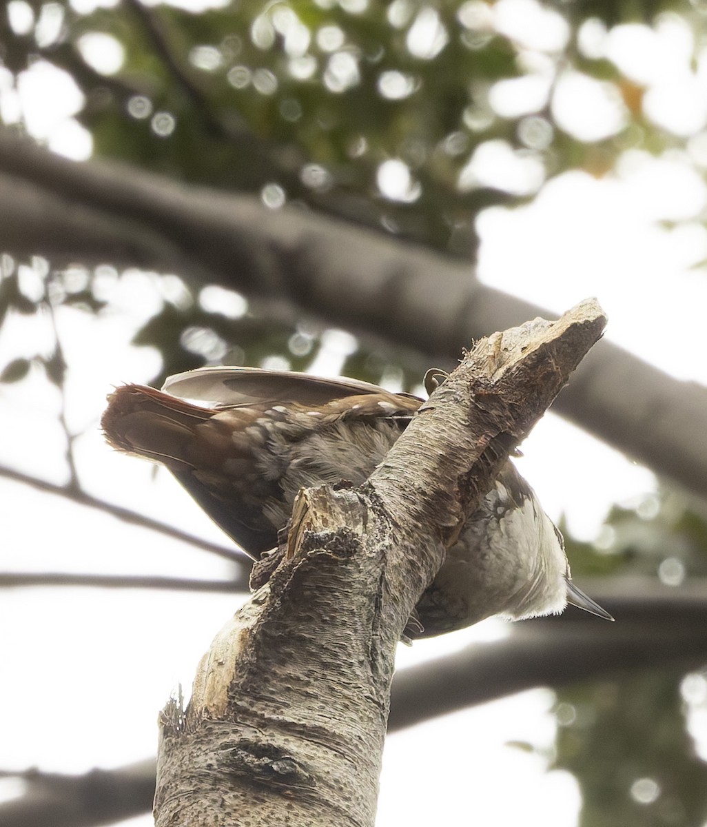 Picotelle à gorge blanche - ML646372292