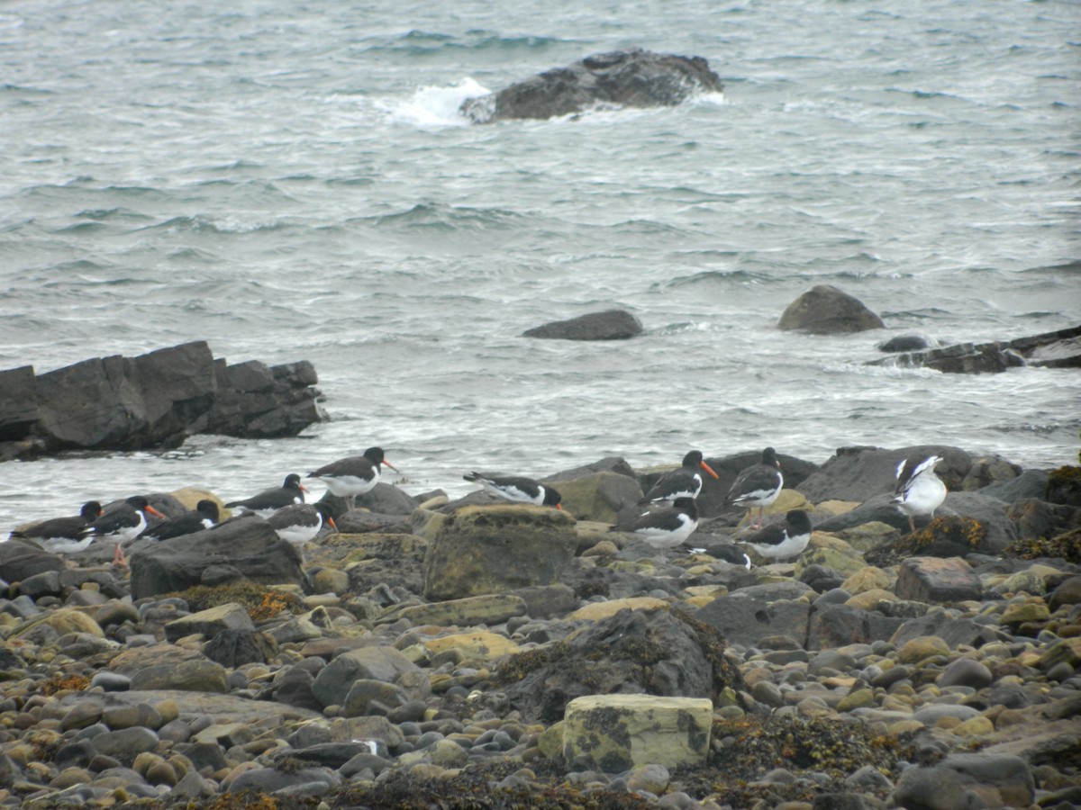 Huîtrier pie - ML646372294