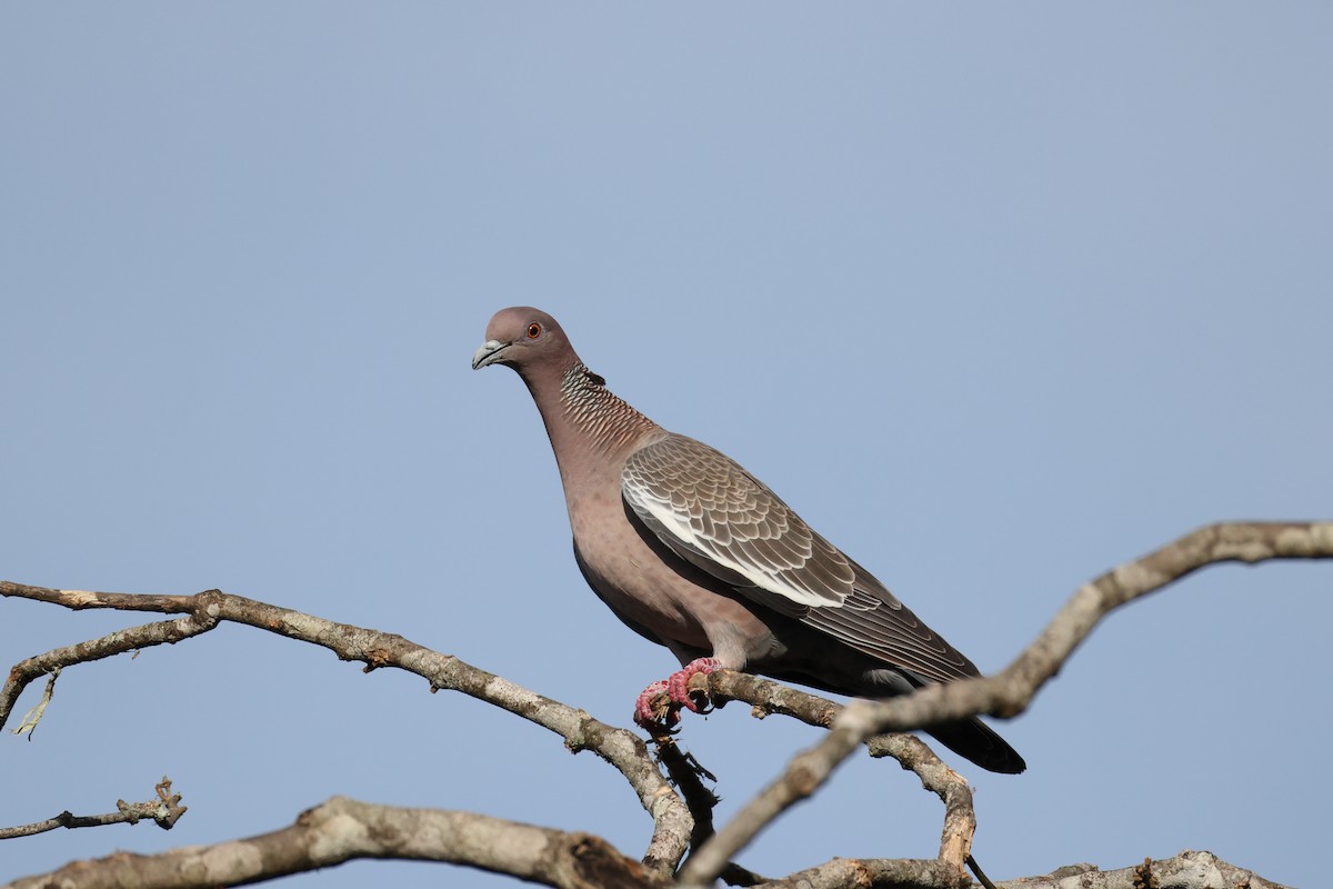Pigeon picazuro - ML646372295