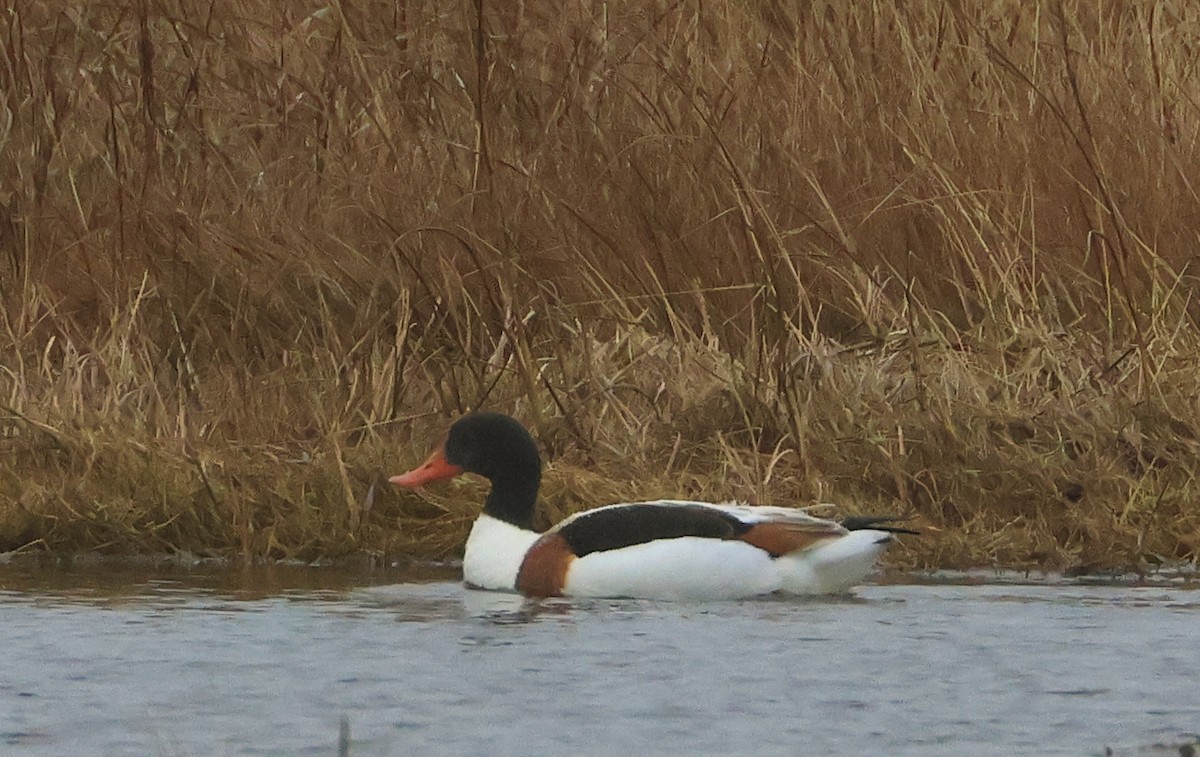 Tadorne de Belon - ML646372296