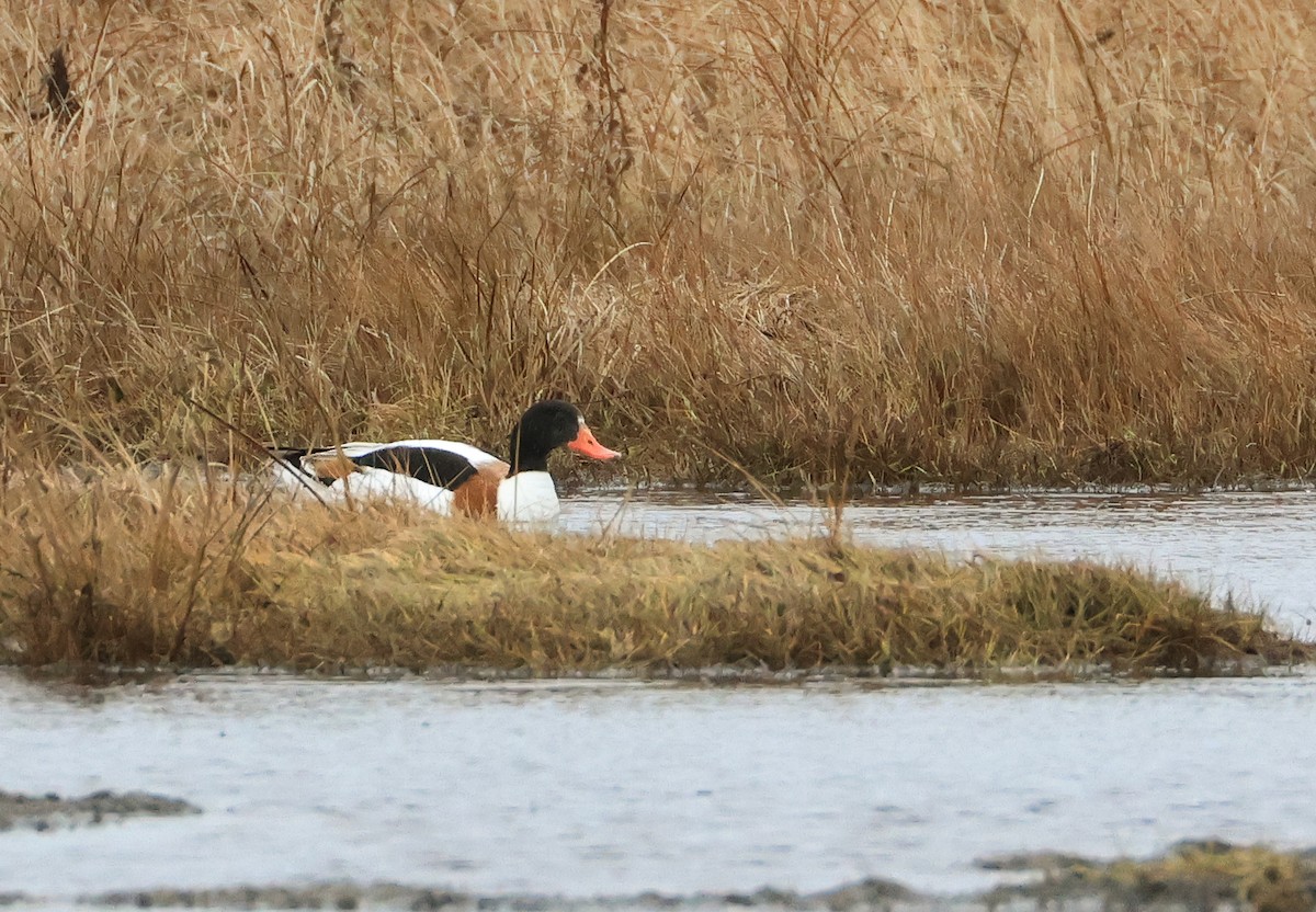 Tadorne de Belon - ML646372297