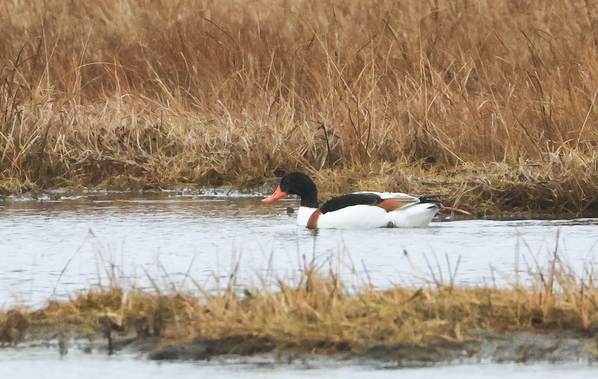 Tadorne de Belon - ML646372298