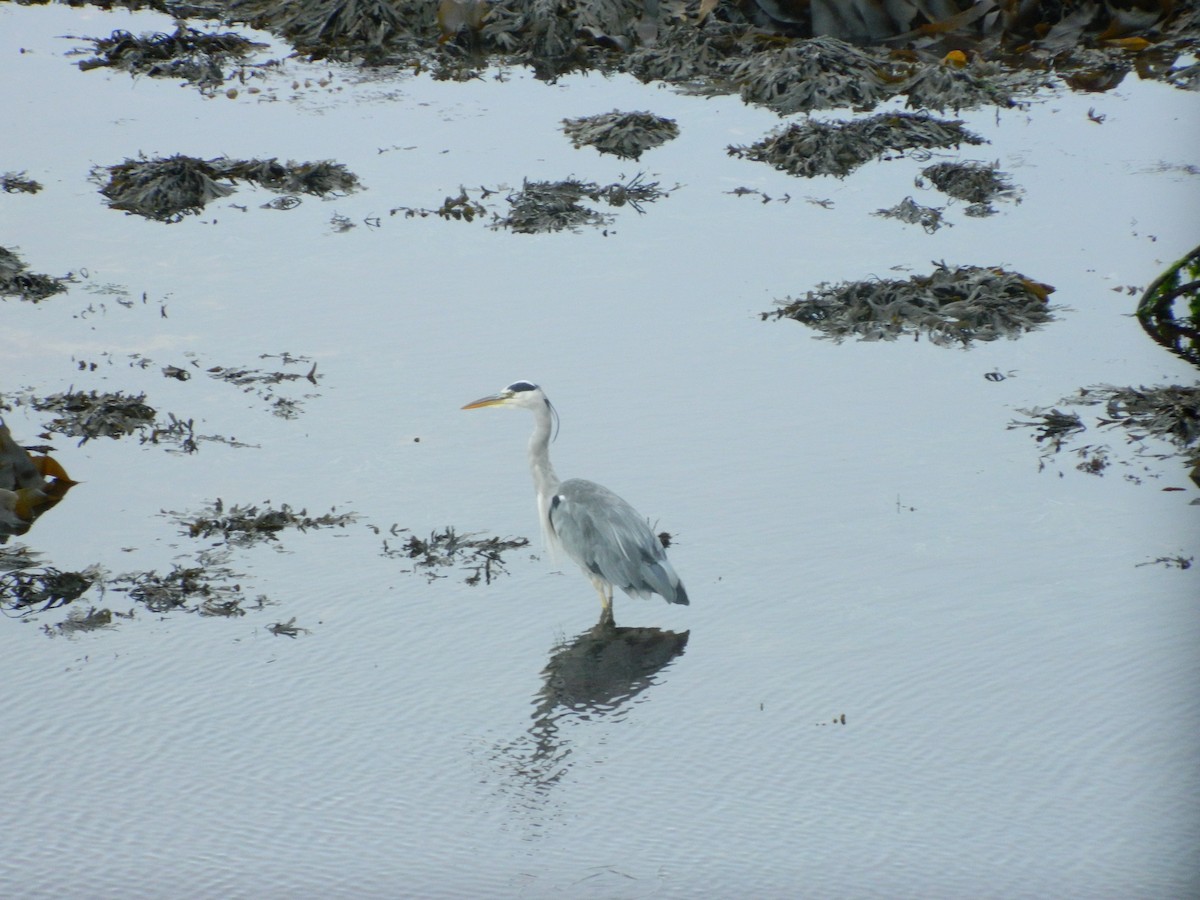 Gray Heron - ML646372299