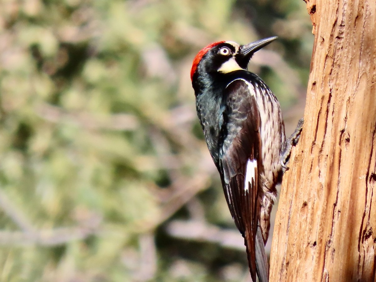 Гіла чорновола - ML646372300