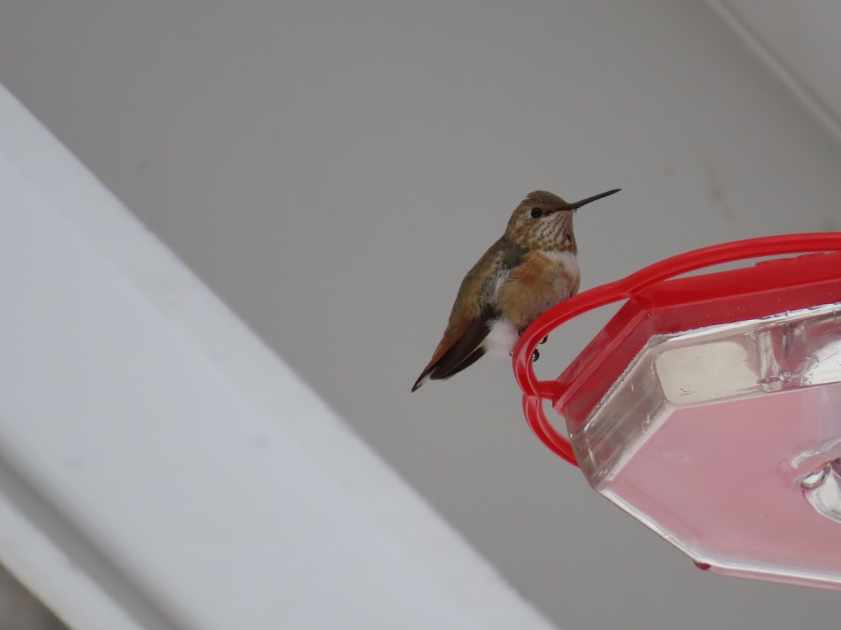 Rufous Hummingbird - ML646372305
