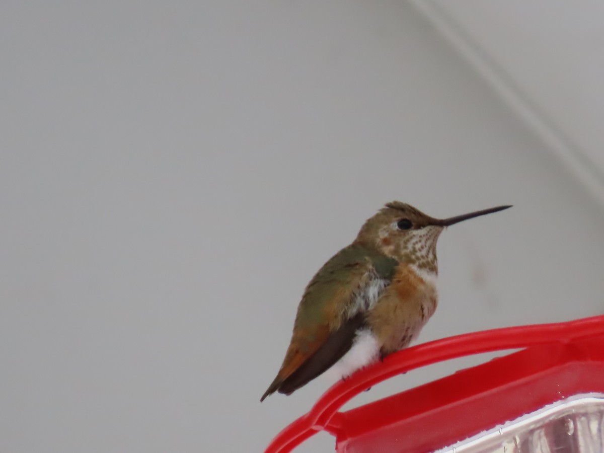Rufous Hummingbird - ML646372306