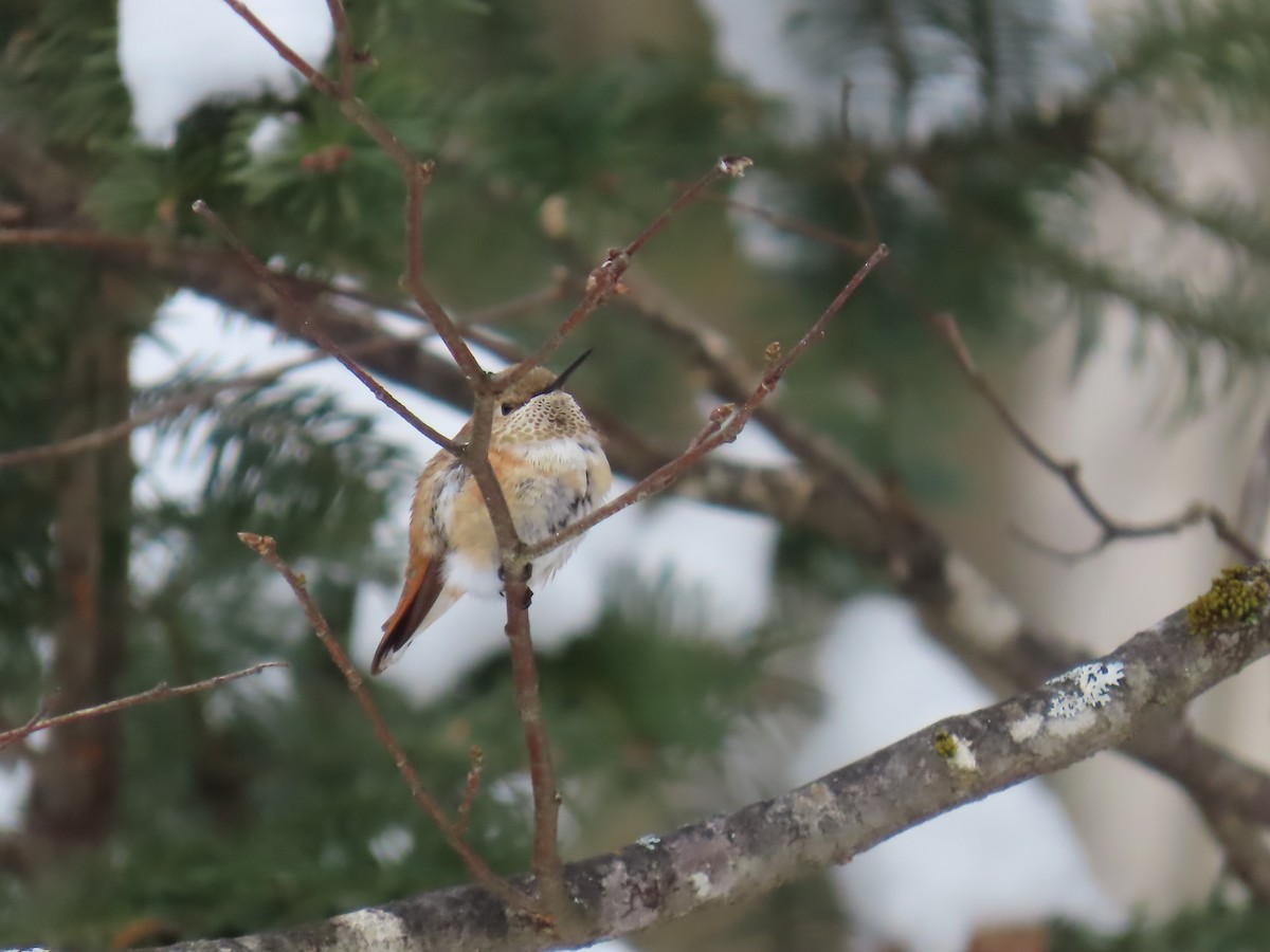 Rufous Hummingbird - ML646372307