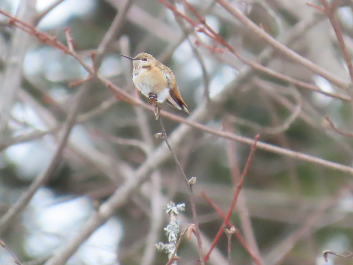 Rufous Hummingbird - ML646372308