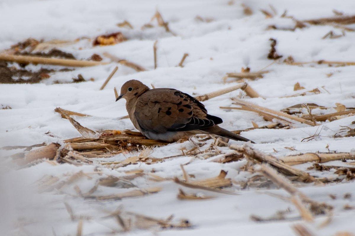 Mourning Dove - ML646372313