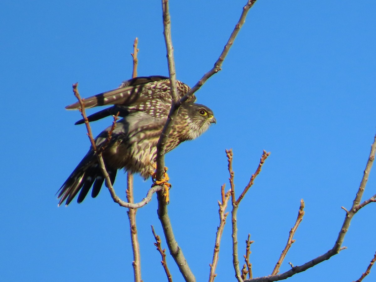 Merlin - ML646372314