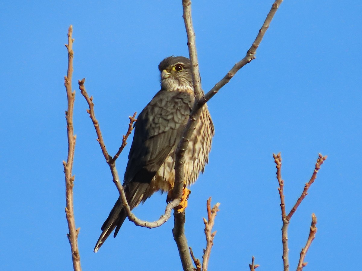 Merlin - ML646372315