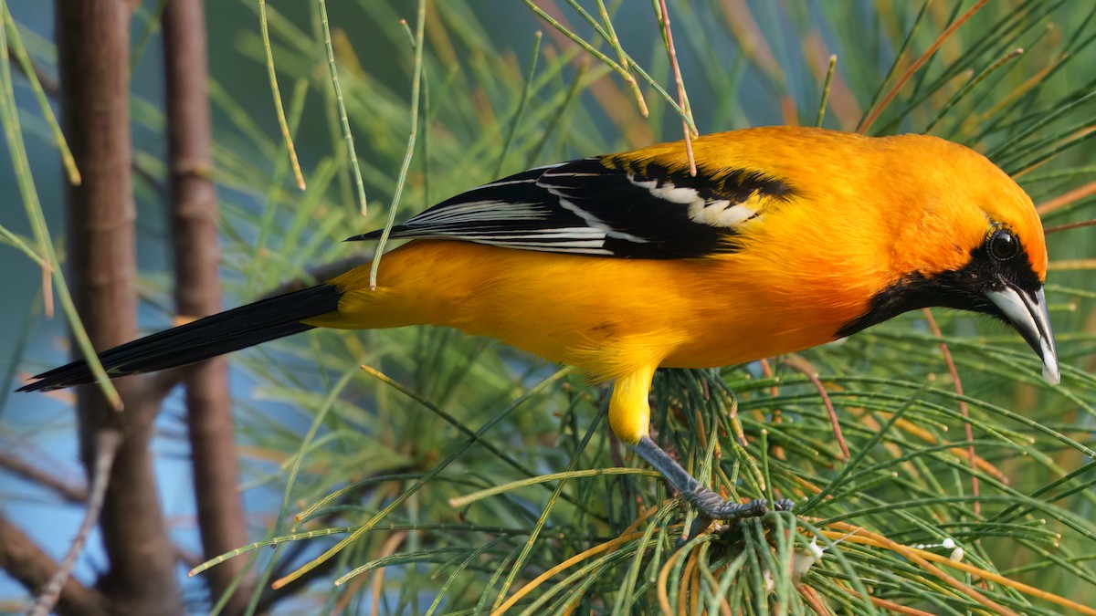 Oriole orange - ML646372317