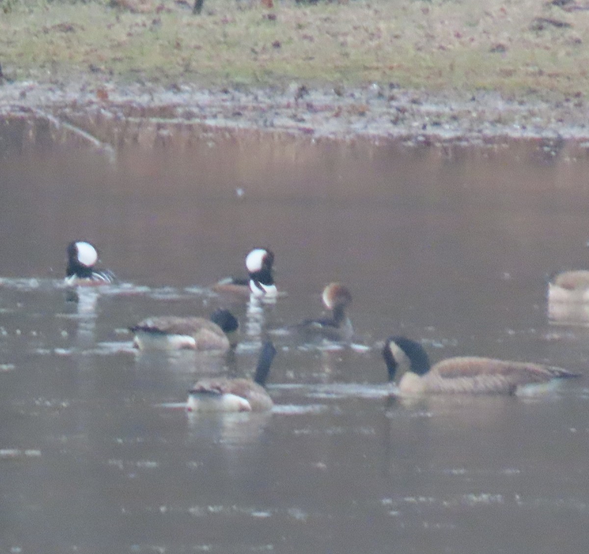 Hooded Merganser - ML646372320
