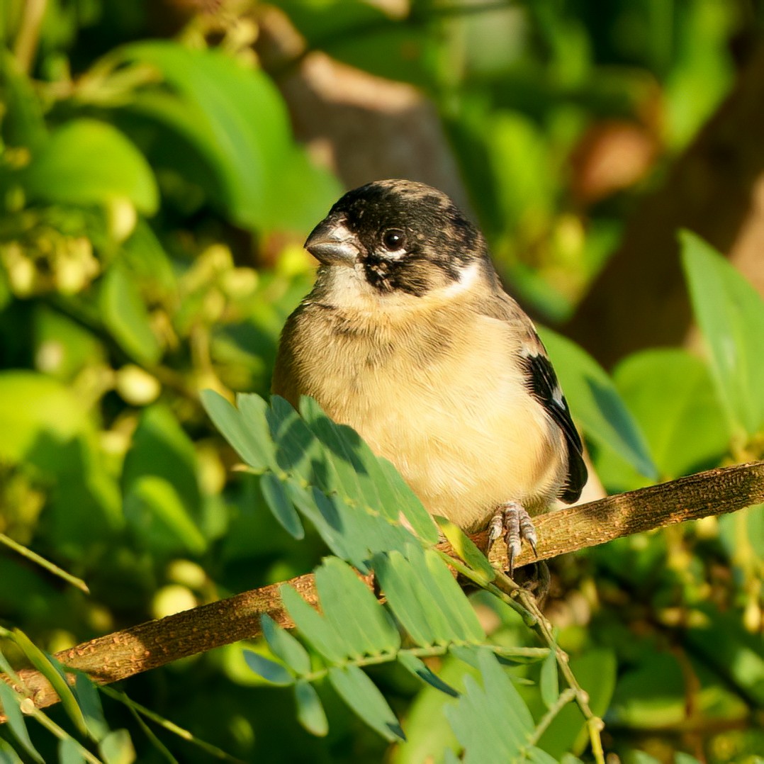 Sporophile de Morelet - ML646372321