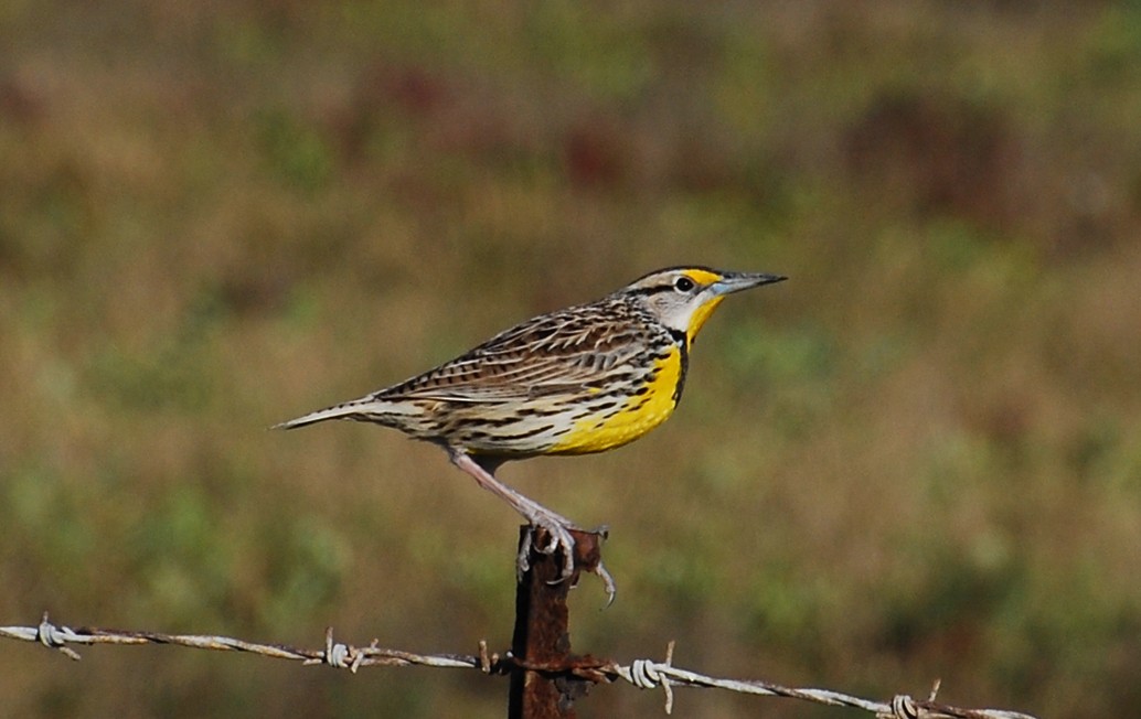 Eastern Meadowlark - ML646372322