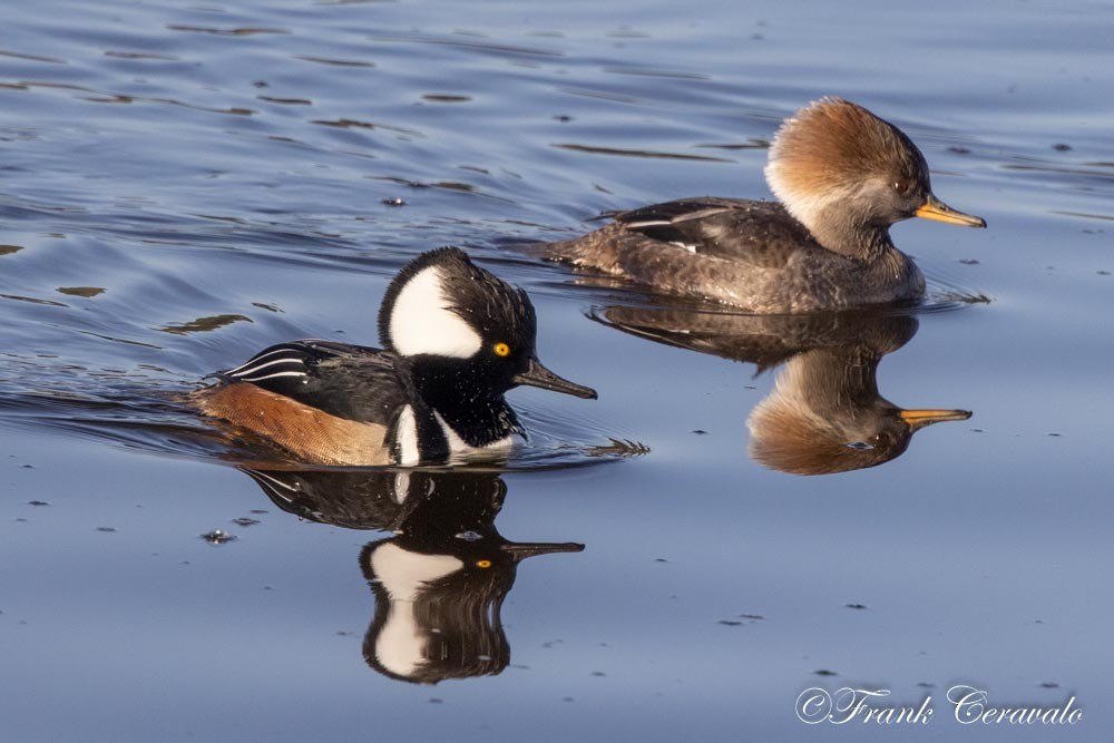 Hooded Merganser - ML646372324
