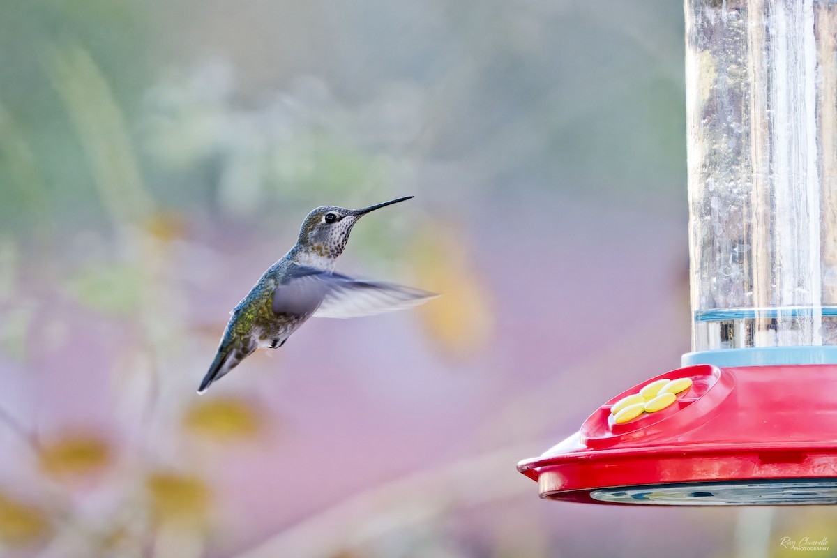 Anna's Hummingbird - ML646372325
