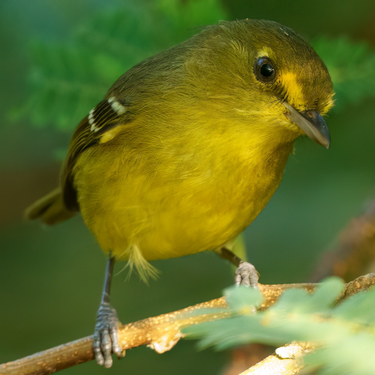 Viréo des mangroves - ML646372327