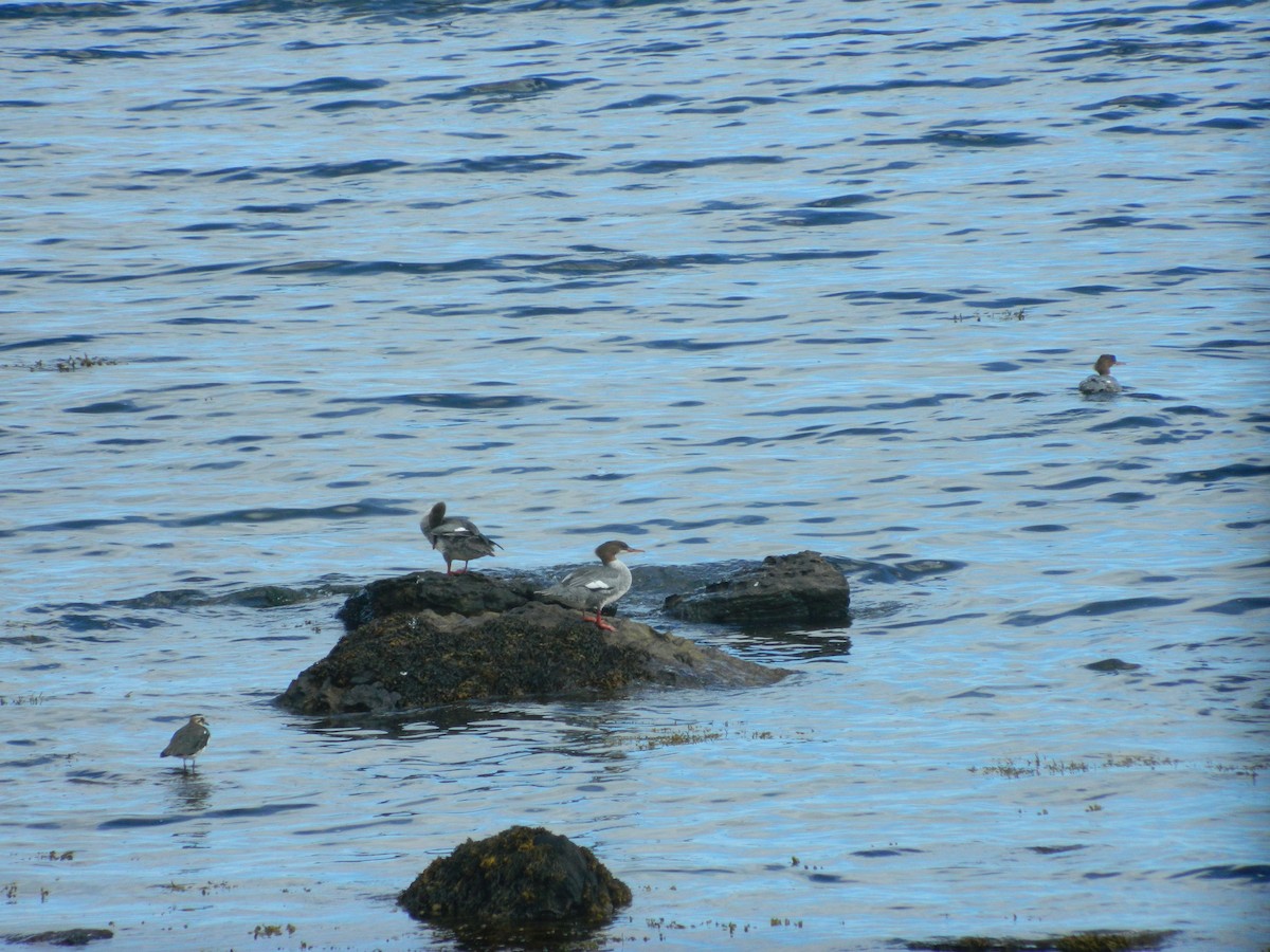 Common Merganser - ML646372330