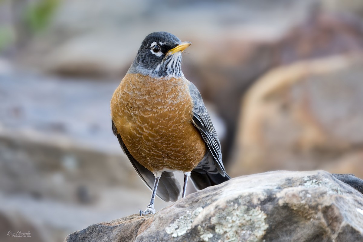 American Robin - ML646372331