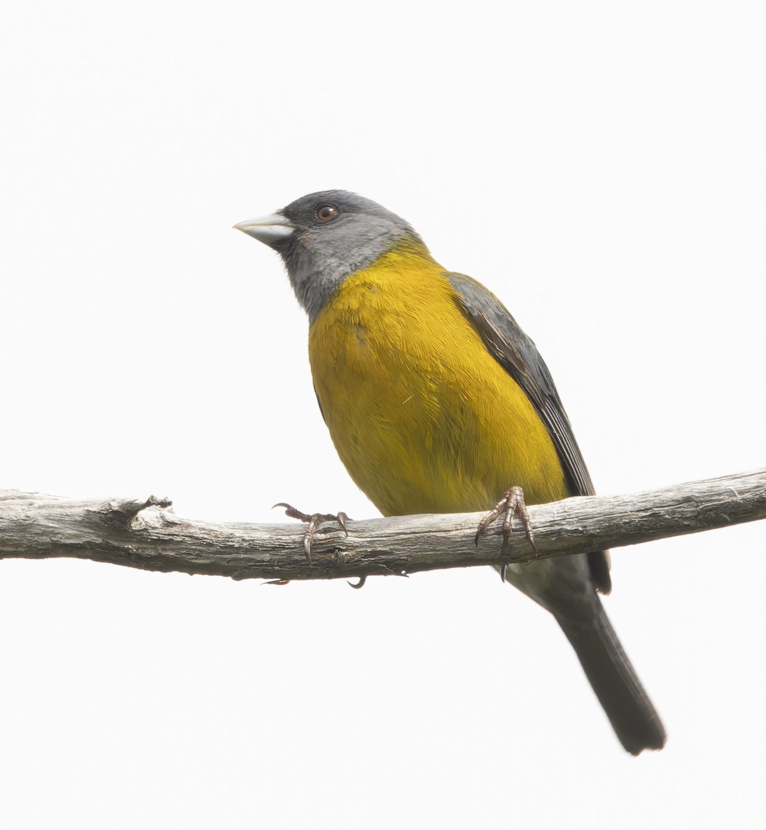 Patagonian Sierra Finch - ML646372332