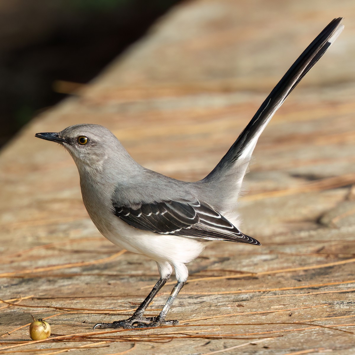 Tropikal Taklitçi - ML646372335