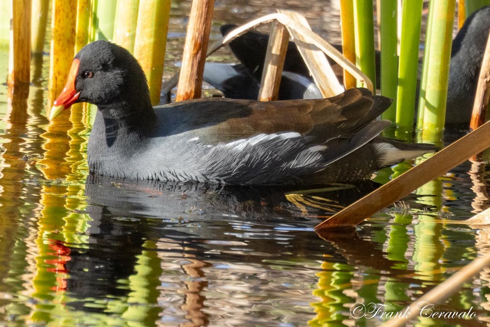 slípka americká - ML646372336