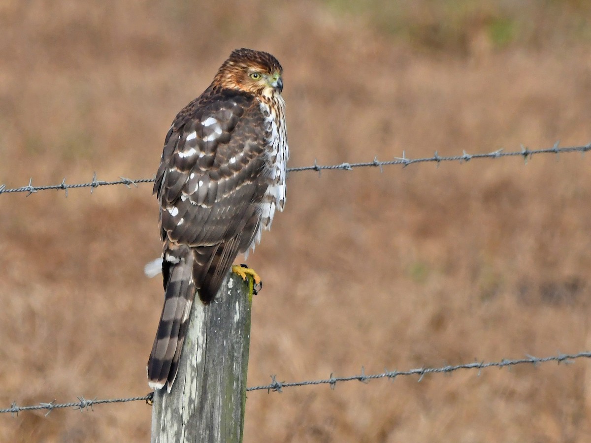 Cooper's Hawk - ML646372338