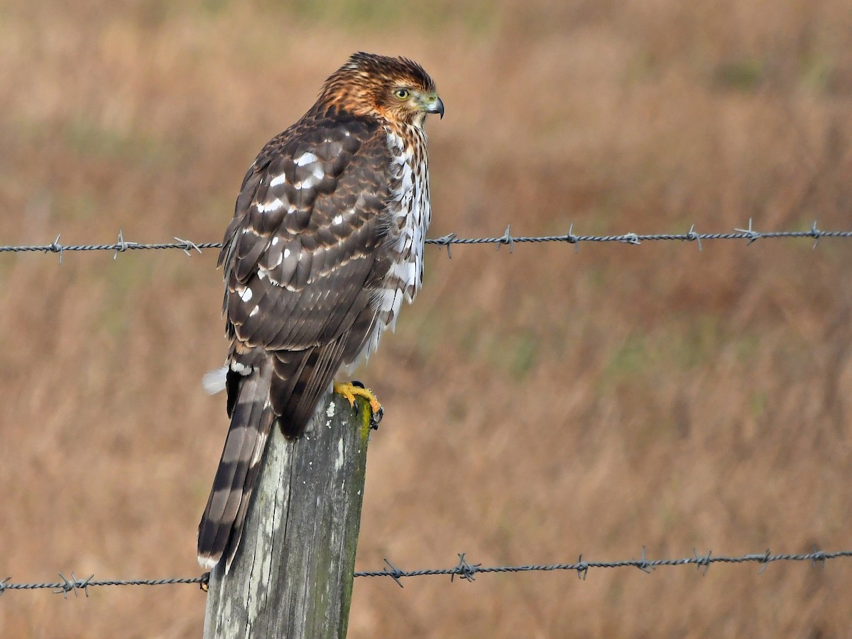 Cooper's Hawk - ML646372339
