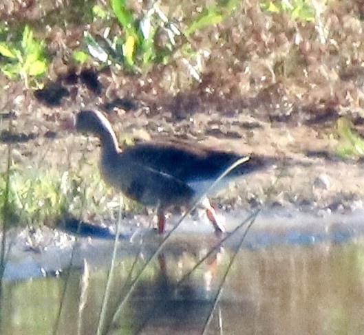Greater White-fronted Goose - ML646372341