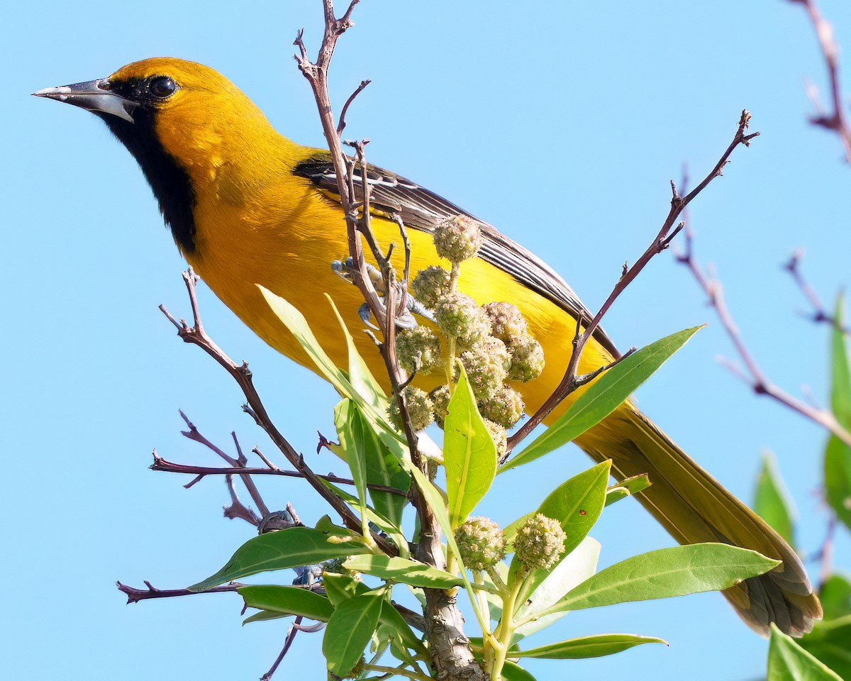 Oriole à queue jaune - ML646372344