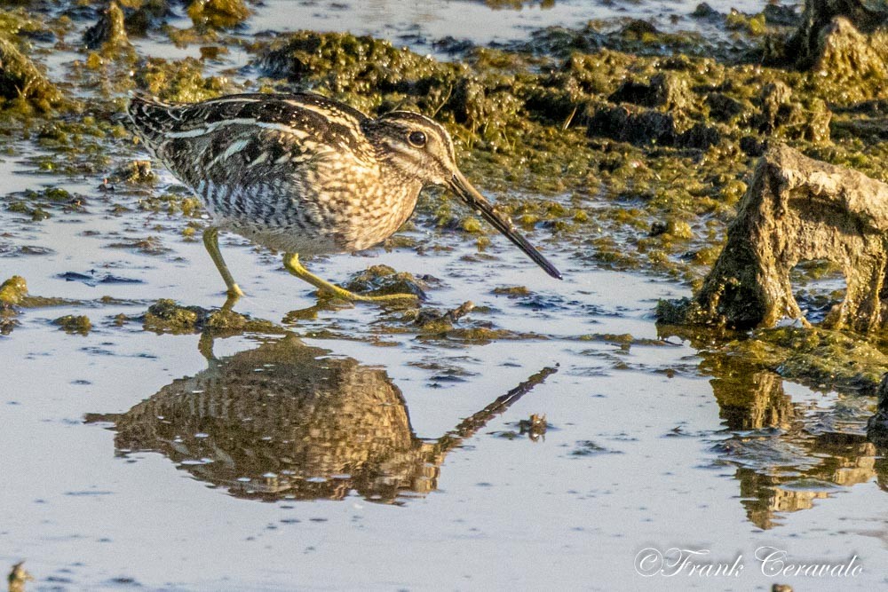 Wilson's Snipe - ML646372345