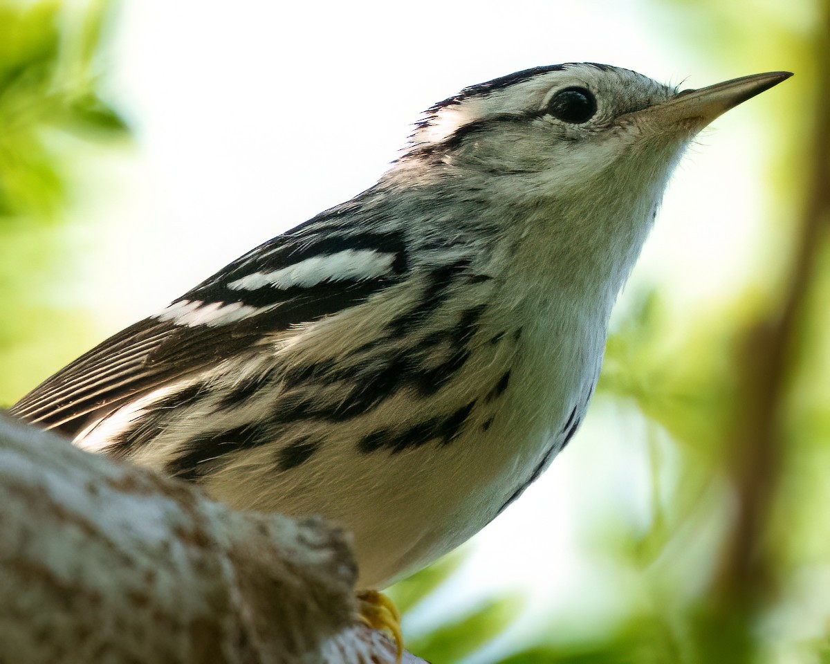 Paruline noir et blanc - ML646372346
