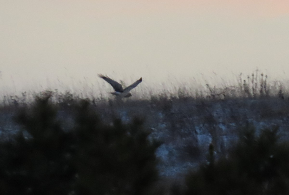 Northern Harrier - ML646372347