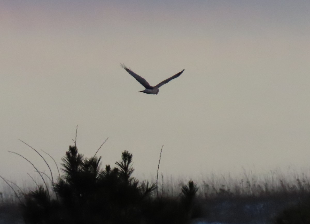 Northern Harrier - ML646372348