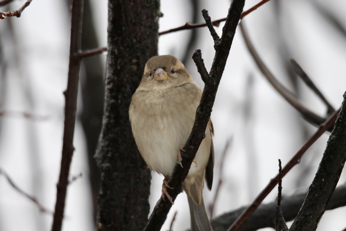 House Sparrow - ML646372349