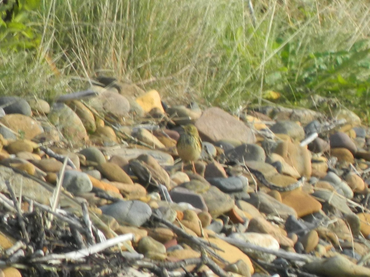 Meadow Pipit - ML646372350