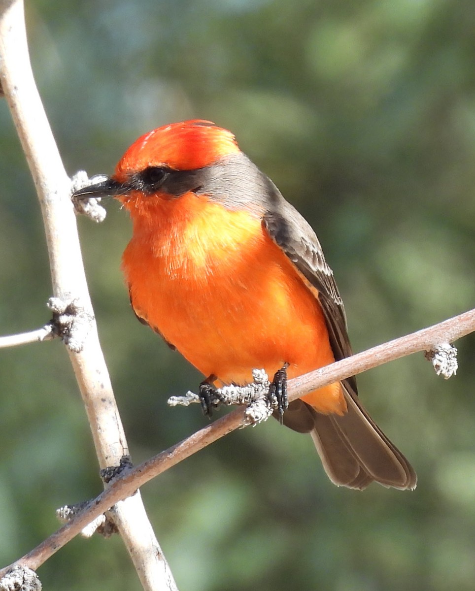 Vermilion Flycatcher - ML646372351